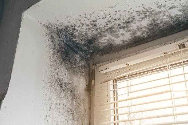 Affordable Mold Cleanup solutions in Swedesboro, NJ